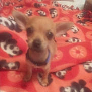 Bitzy joined the competition — help win amazing prizes! animal, blanket, blur, collar, companion, cute, dog, domestic_animal, ears, fur, indoor, looking, panda_pattern, pet, puppy, red_blanket, sitting, small_dog, soft_focus, young_dog