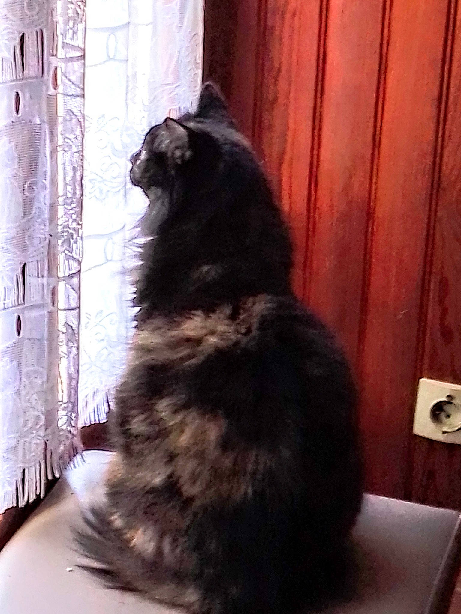 Cachou participe au concours pour gagner de l'argent avec cette photo : carnivore, cat, domestic_long_haired_cat, felidae, fur, norwegian_forest_cat, small_to_medium_sized_cats, tail, whiskers