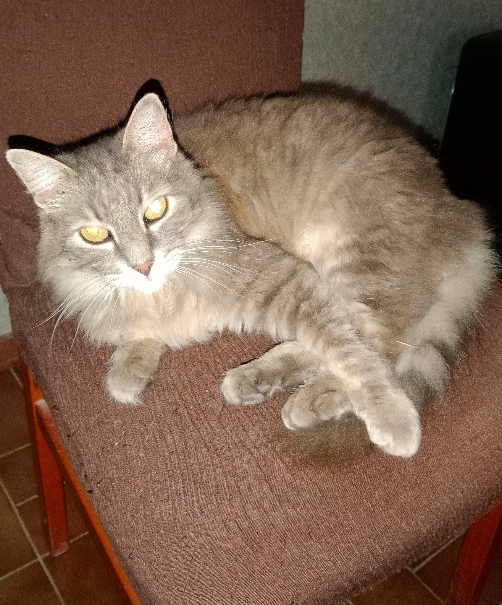 Grisou participe au concours pour gagner de l'argent avec cette photo : british_longhair, carnivore, cat, claw, comfort, domestic_short_haired_cat, fawn, felidae, fur, furniture, grey, hardwood, paw, small_to_medium_sized_cats, snout, tail, whiskers, wood