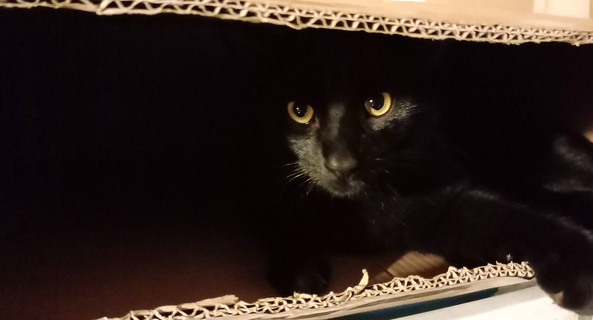 Réglisse participe au concours pour gagner de l'argent avec cette photo : art, black_cat, bombay, carnivore, cat, circle, domestic_short_haired_cat, felidae, fur, illustration, rectangle, room, small_to_medium_sized_cats, snout, visual_arts, whiskers, wood