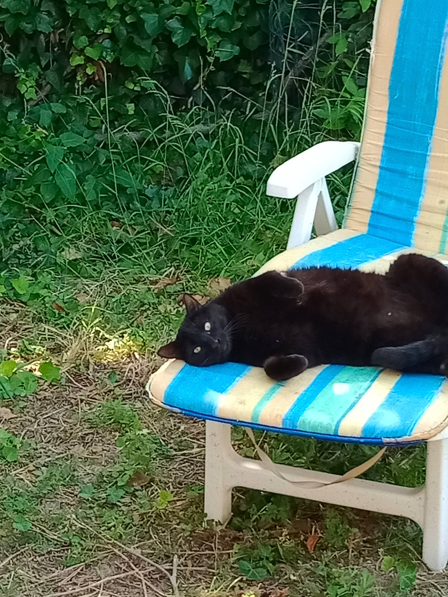 Réglisse a rejoint le concours — aidez-le/la à gagner de superbes lots ! canidae, carnivore, cat, chair, comfort, companion_dog, dog_breed, electric_blue, felidae, grass, groundcover, lawn, leisure, outdoor_furniture, plant, sitting, small_to_medium_sized_cats, sporting_group, tail, terrestrial_animal