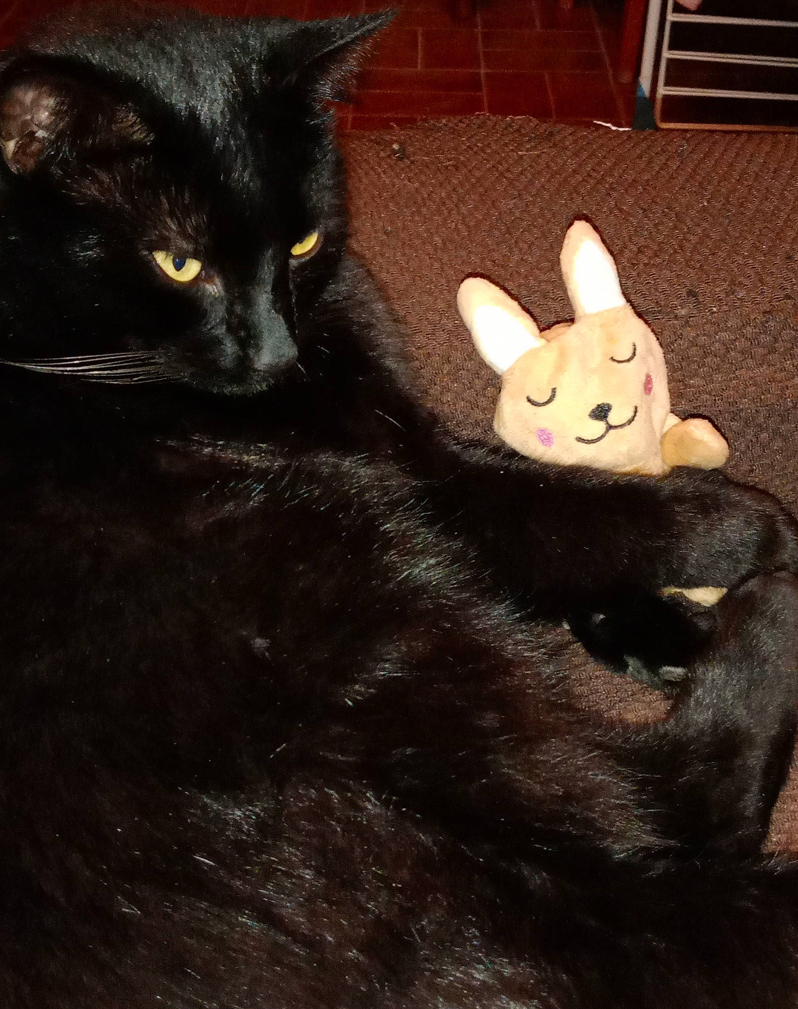 Réglisse a rejoint le concours — aidez-le/la à gagner de superbes lots ! black_cat, bombay, carnivore, cat, domestic_short_haired_cat, ear, fawn, felidae, fur, gesture, mammal, rabbit, rabbits_and_hares, small_to_medium_sized_cats, snout, tail, toy, vertebrate, whiskers, working_animal