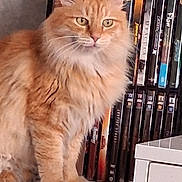 Rouxy a rejoint le concours — aidez-le/la à gagner de superbes lots ! animal, books, bookshelf, cat, close_up, ears, feline, fluffy, fur, green_eyes, home, indoors, library, long_hair, orange_cat, paper, pet, portrait, sitting, whiskers