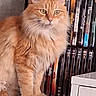 animal, books, bookshelf, cat, close_up, ears, feline, fluffy, fur, green_eyes, home, indoors, library, long_hair, orange_cat, paper, pet, portrait, sitting, whiskers