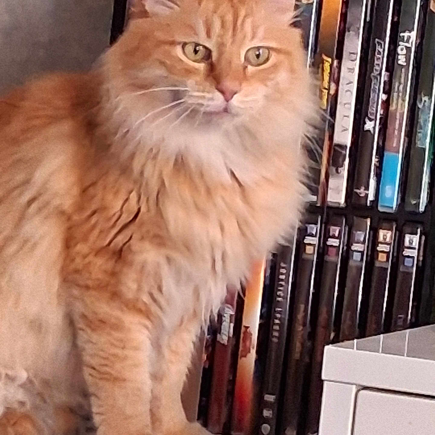 Rouxy