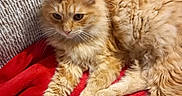 Rouxy a rejoint le concours — aidez-le/la à gagner de superbes lots ! abyssinian, angora, animal, armchair, blanket, cat, chair, couch, furniture, homedecor, kitten, manx, person, pet, plush, siamese, sleeping, towel, toy, wood