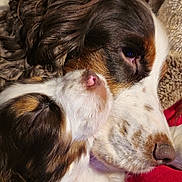 Sofy a rejoint le concours — aidez-le/la à gagner de superbes lots ! dog, snuggle, closeup, fur, brown, white, sleeping, nose, pet, animal, cozy, blanket, resting, cute, companion, domestic, friendship, soft, warm, relaxation