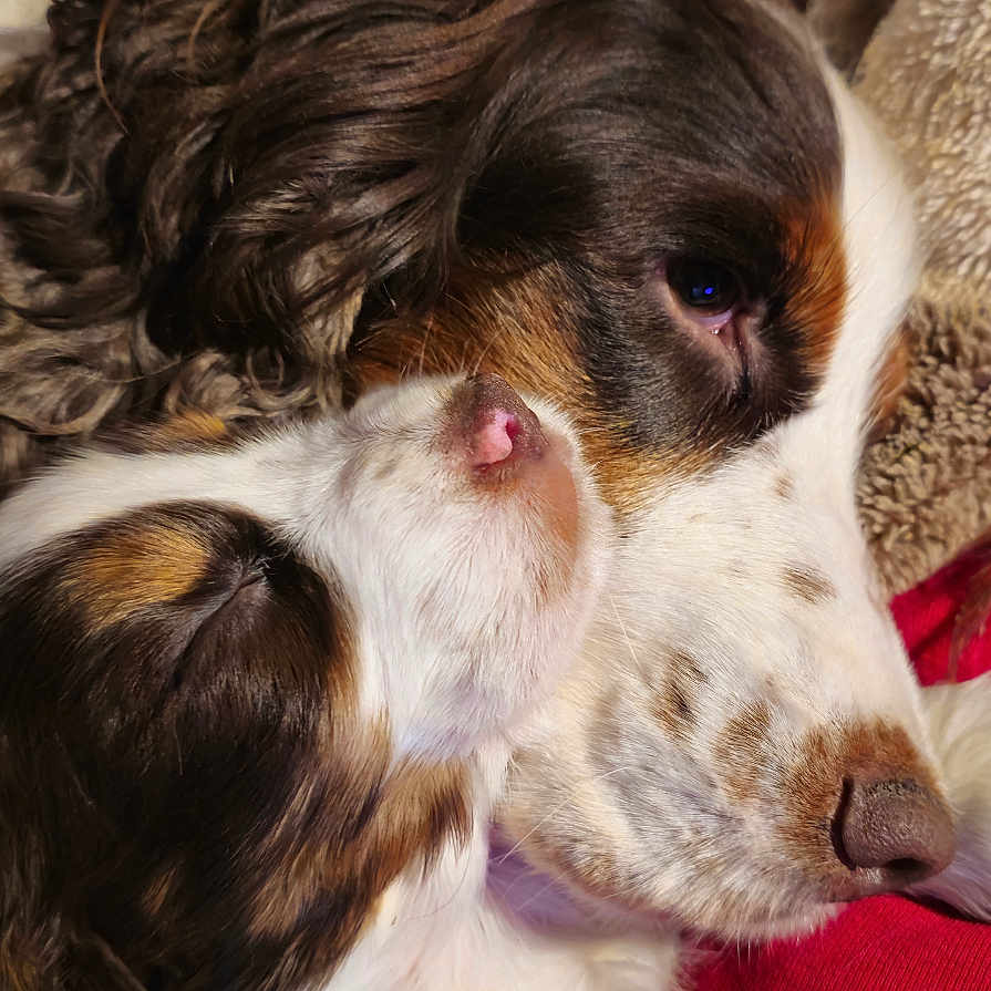Sofy a rejoint le concours — aidez-le/la à gagner de superbes lots ! animal, blanket, brown, closeup, companion, cozy, cute, dog, domestic, friendship, fur, nose, pet, relaxation, resting, sleeping, snuggle, soft, warm, white