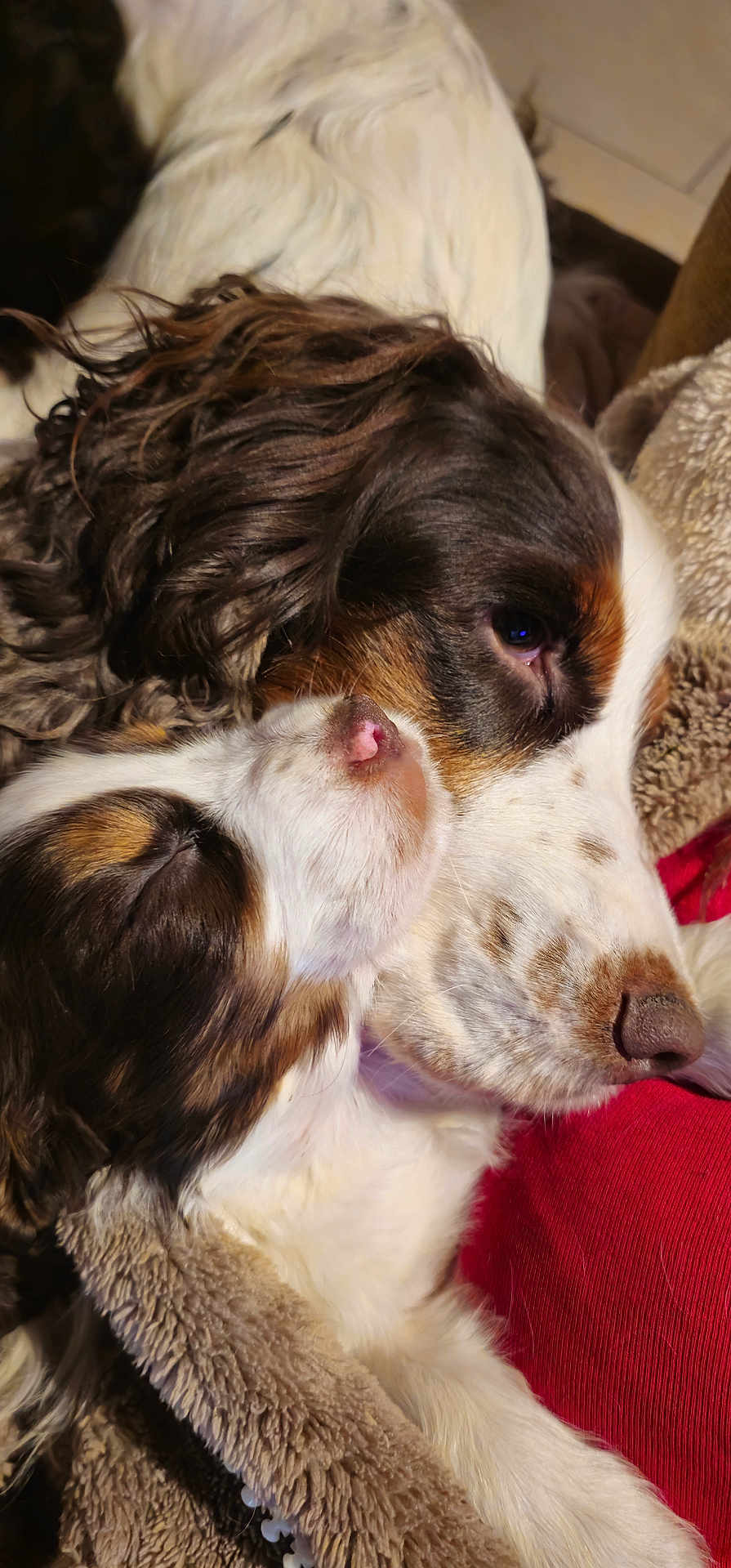 Sofy a rejoint le concours — aidez-le/la à gagner de superbes lots ! dog, snuggle, closeup, fur, brown, white, sleeping, nose, pet, animal, cozy, blanket, resting, cute, companion, domestic, friendship, soft, warm, relaxation
