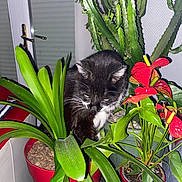 Enzo participe au concours pour gagner de l'argent avec cette photo : anthurium, blinds, cactus, cat, cozy, curious, domestic_cat, feline, flora, greenery, houseplant, indoor, leafy, nature_indoor, pet, plants, potted_plants, red_pots, tuxedo_cat, window