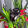 anthurium, blinds, cactus, cat, cozy, curious, domestic_cat, feline, flora, greenery, houseplant, indoor, leafy, nature_indoor, pet, plants, potted_plants, red_pots, tuxedo_cat, window