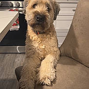 Gus joined the competition — help win amazing prizes! dog, chair, kitchen, stove, toaster_oven, knife_block, fur, pet, animal, curly_fur, brown, indoor, floor, cabinet, countertop, waiting, looking, cute, domestic, furniture