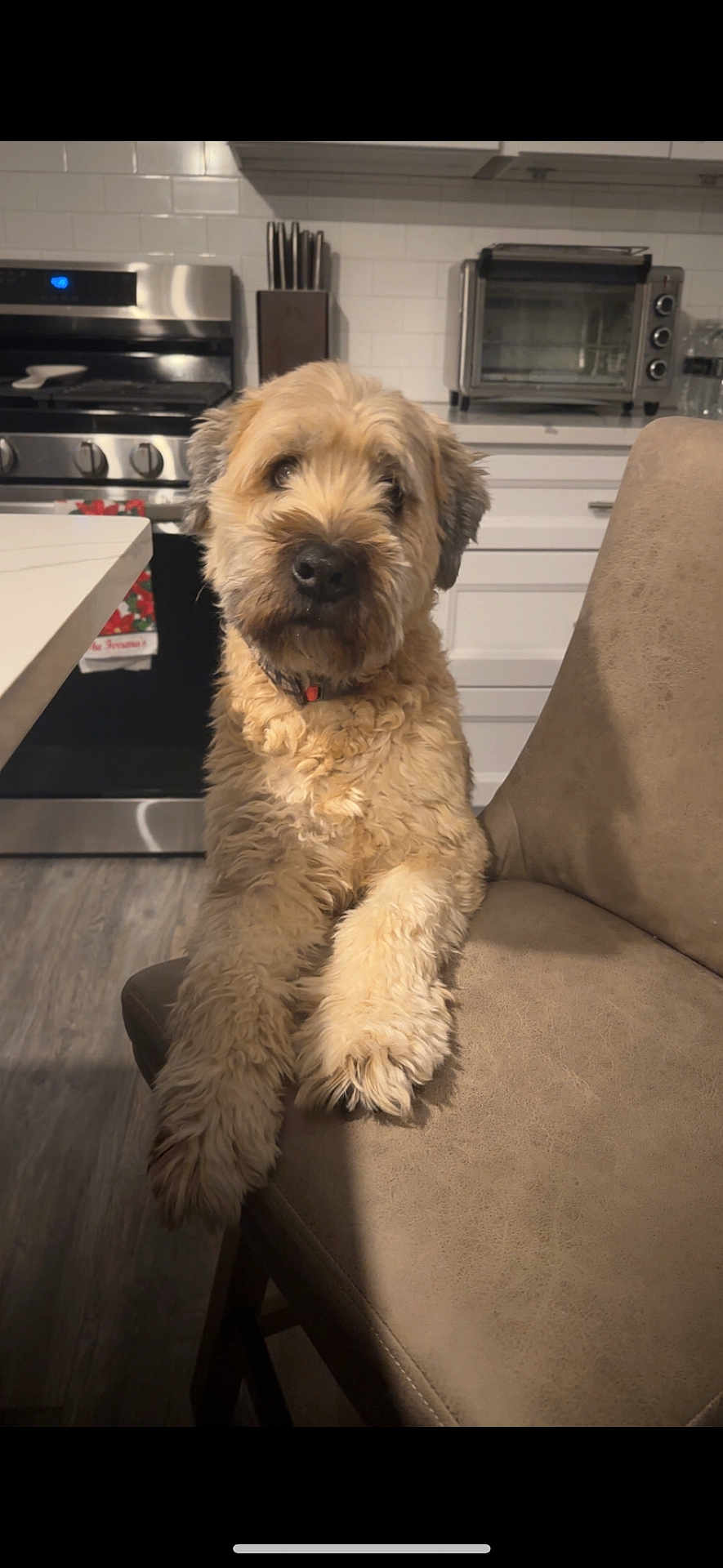 Gus joined the competition — help win amazing prizes! dog, chair, kitchen, stove, toaster_oven, knife_block, fur, pet, animal, curly_fur, brown, indoor, floor, cabinet, countertop, waiting, looking, cute, domestic, furniture