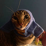 Zuzu joined the competition — help win amazing prizes! cat, tabby, knitted_hood, blue_hood, indoor, curious, closeup, pet, whiskers, big_eyes, feline, cozy, floor, background, animal, cute, portrait, domestic_animal, sitting, curiosity