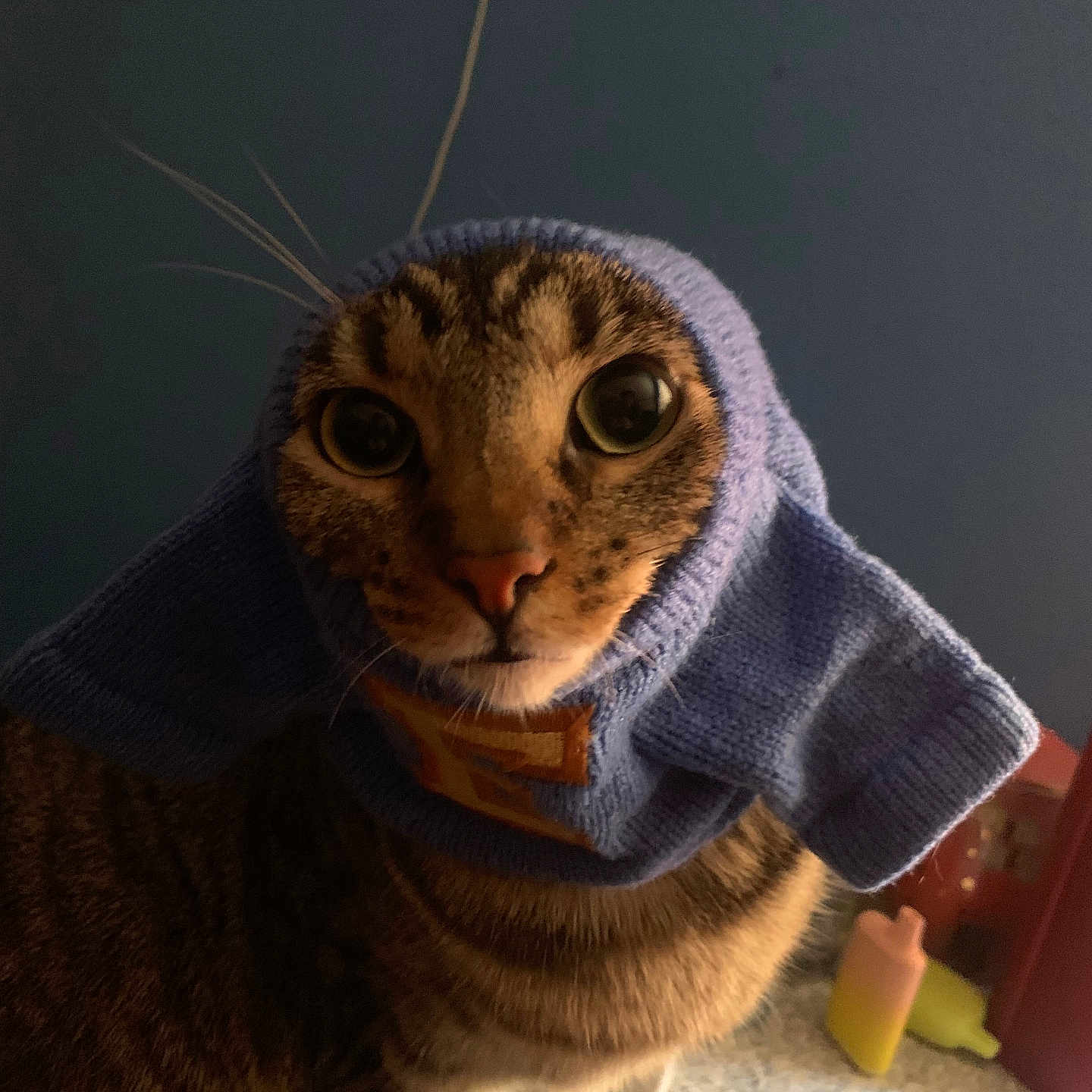 Zuzu joined the competition — help win amazing prizes! cat, tabby, knitted_hood, blue_hood, indoor, curious, closeup, pet, whiskers, big_eyes, feline, cozy, floor, background, animal, cute, portrait, domestic_animal, sitting, curiosity