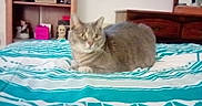 Gracie joined the competition — help win amazing prizes! abyssinian, animal, bed, bedroom, blanket, cat, closet, couch, cupboard, face, furniture, head, homedecor, indoors, kitten, linen, manx, person, pet, room