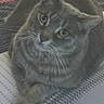 Gracie is registered to the contest to win money with this photo: cat, gray_cat, furry, pet, animal, face, eyes, whiskers, ears, paws, sitting, curious, portrait, indoors, bed, bedspread, patterned_fabric, close_up, cute, photography