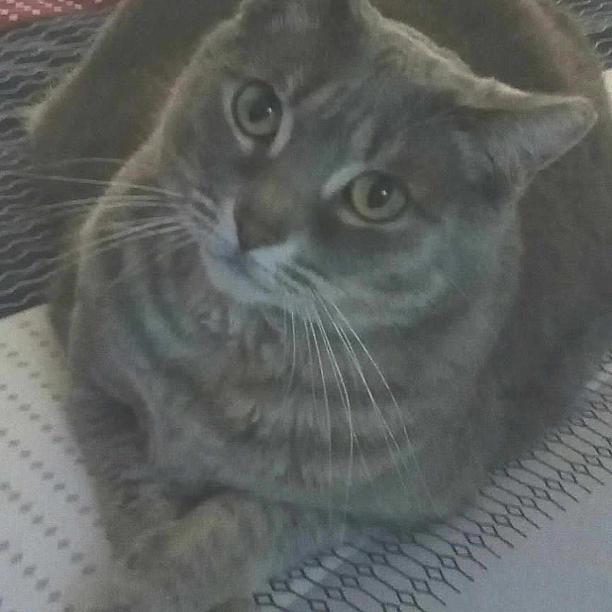Gracie