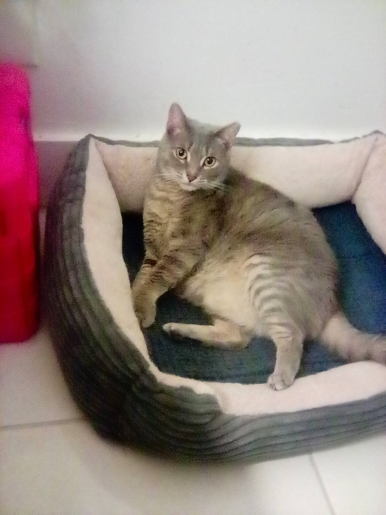 Gracie is registered to the contest to win money with this photo: bean_bag, carnivore, cat, cat_bed, cat_supply, comfort, domestic_short_haired_cat, felidae, fur, grey, paw, pet_supply, small_to_medium_sized_cats, tail, whiskers