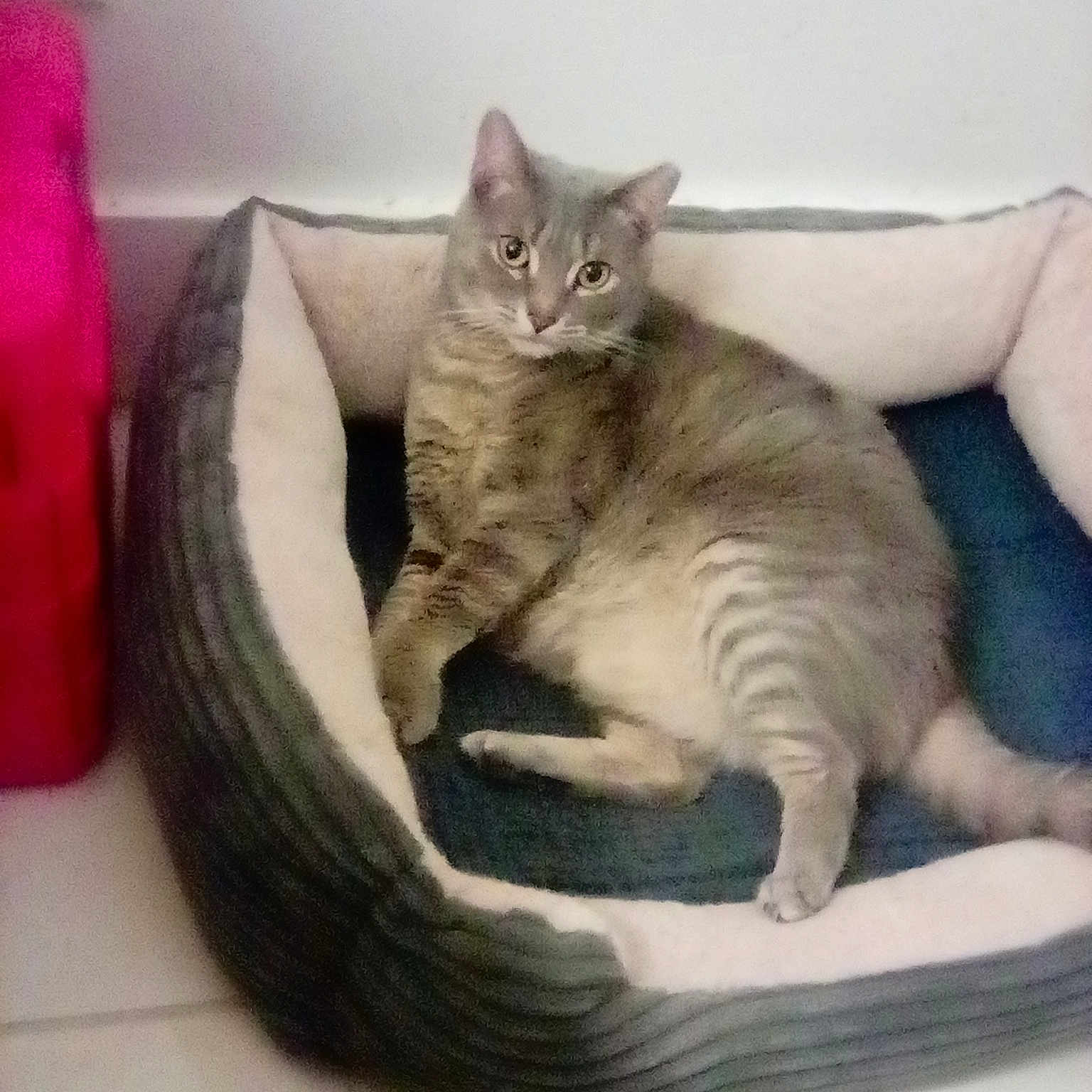 Gracie