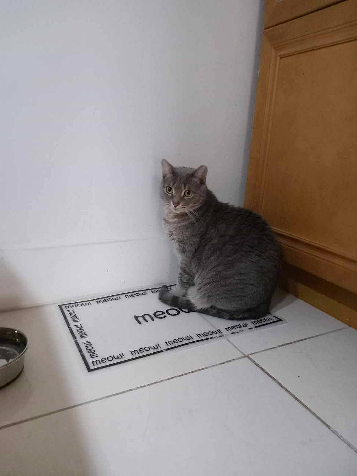 Gracie joined the competition — help win amazing prizes! carnivore, cat, domestic_short_haired_cat, door, felidae, floor, flooring, fur, grey, hardwood, monochrome, monochrome_photography, room, small_to_medium_sized_cats, tail, tile, whiskers, window, wood