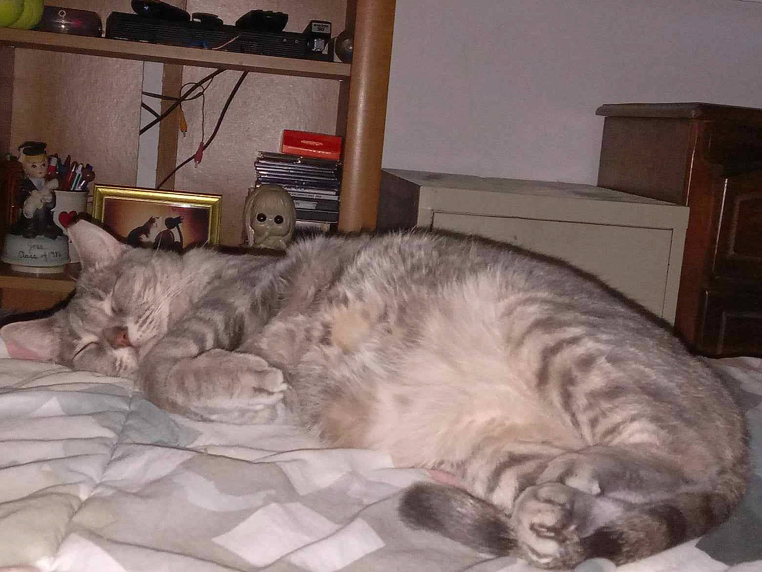 Gracie joined the competition — help win amazing prizes! bed, bedding, bookcase, carnivore, cat, comfort, companion_dog, couch, dog_breed, domestic_short_haired_cat, felidae, fur, grey, linens, picture_frame, room, shelf, small_to_medium_sized_cats, tail, whiskers