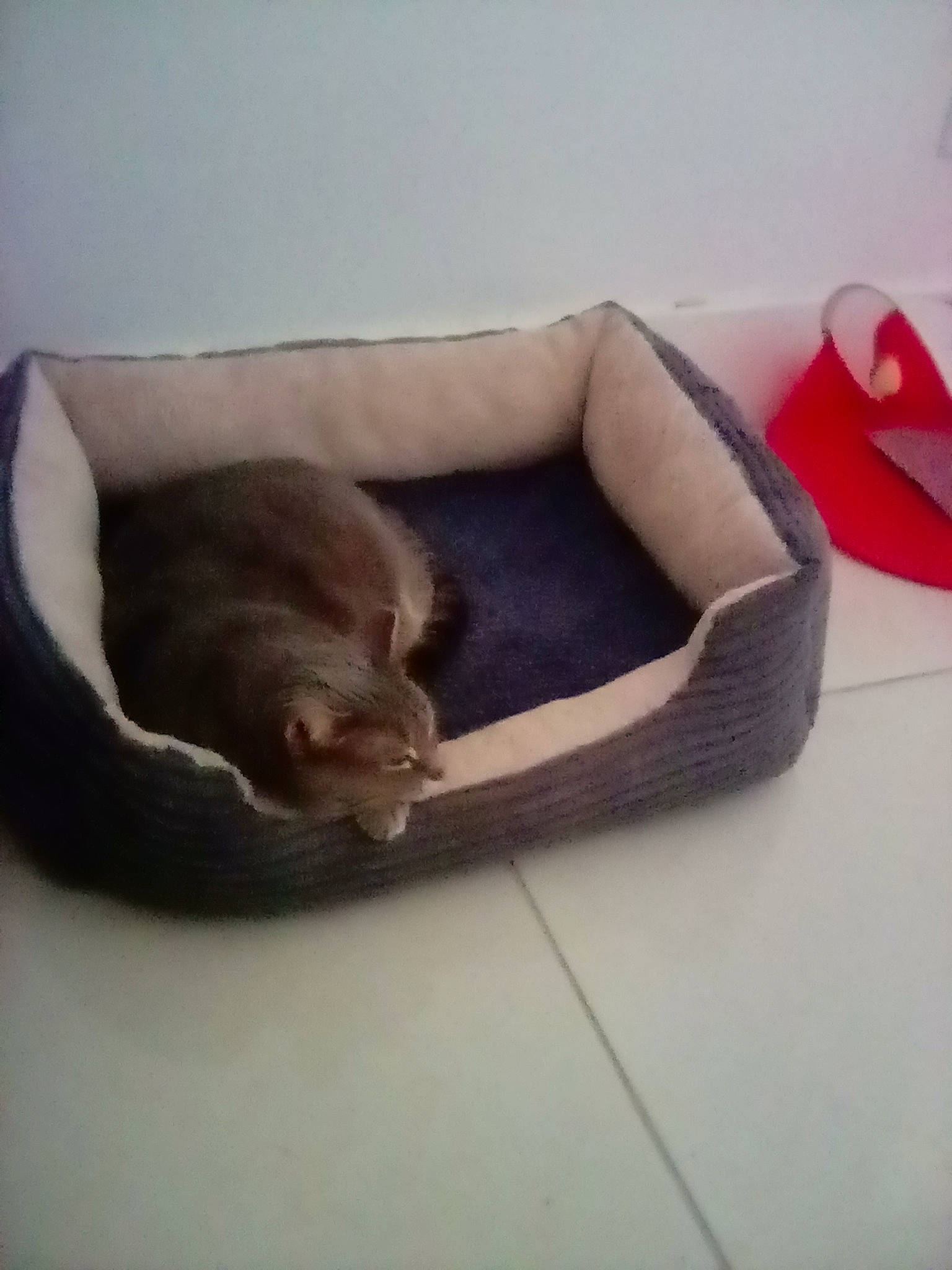 Gracie joined the competition — help win amazing prizes! carmine, carnivore, cat, cat_bed, cat_supply, comfort, companion_dog, dog_breed, domestic_short_haired_cat, fawn, felidae, hardwood, paw, pet_supply, small_to_medium_sized_cats, sporting_group, tail, vertebrate, whiskers, wood