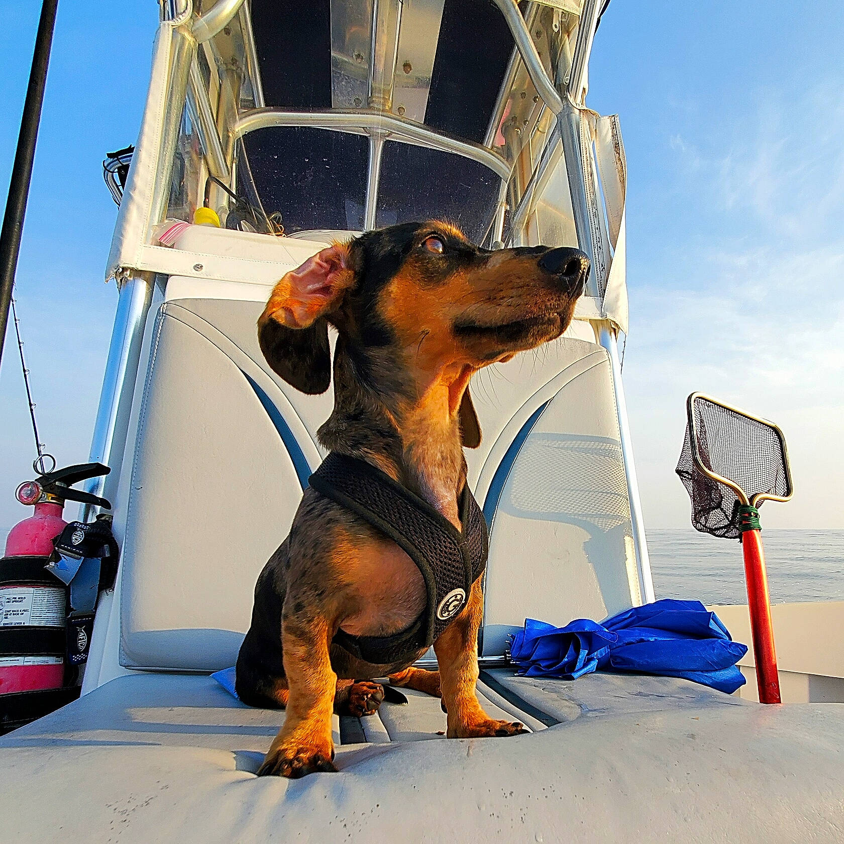 Mowgli is registered to the contest to win money with this photo: canidae, carnivore, dachshund, dog, dog_breed, mammal, snout, vehicle