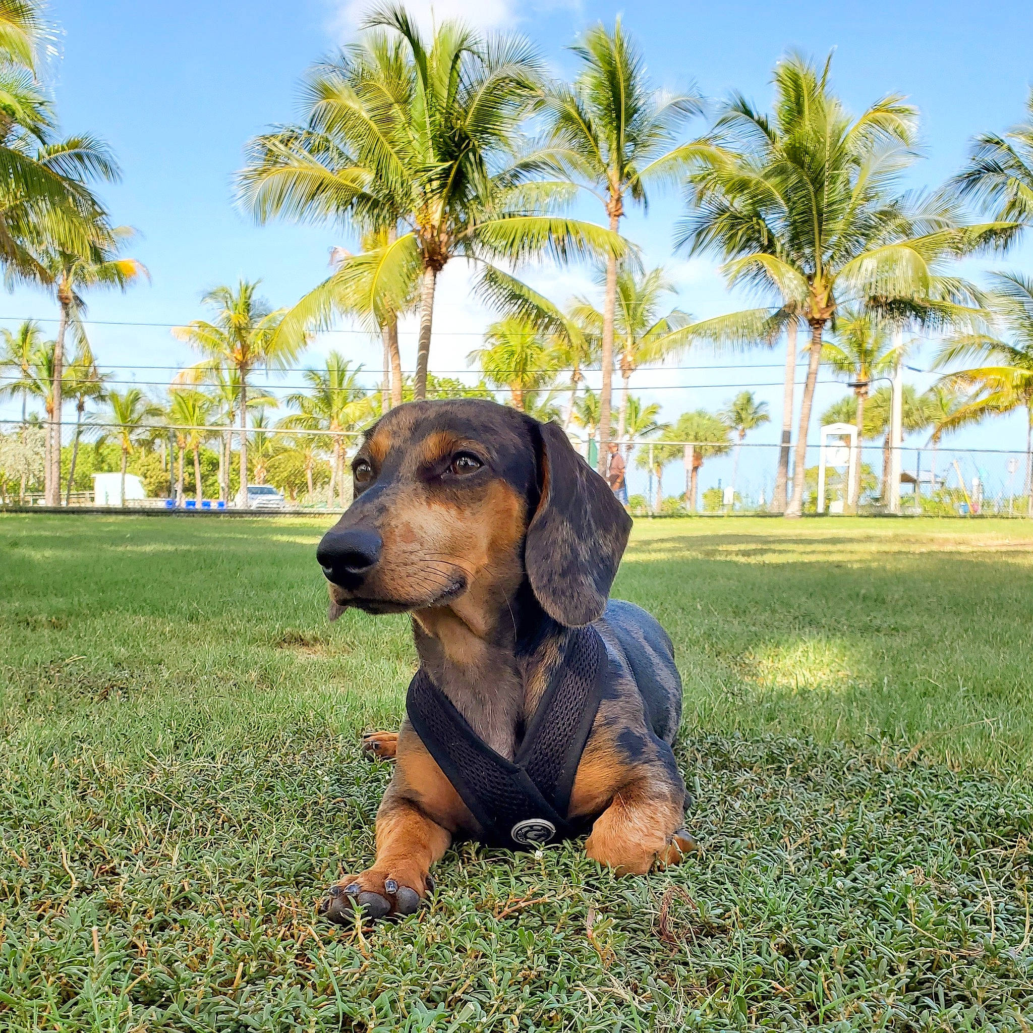 Mowgli joined the competition — help win amazing prizes! canidae, carnivore, companion_dog, dachshund, dog, dog_breed, ear, grass, hound, hunting_dog, mammal, plant, puppy, tyrolean_hound, vertebrate