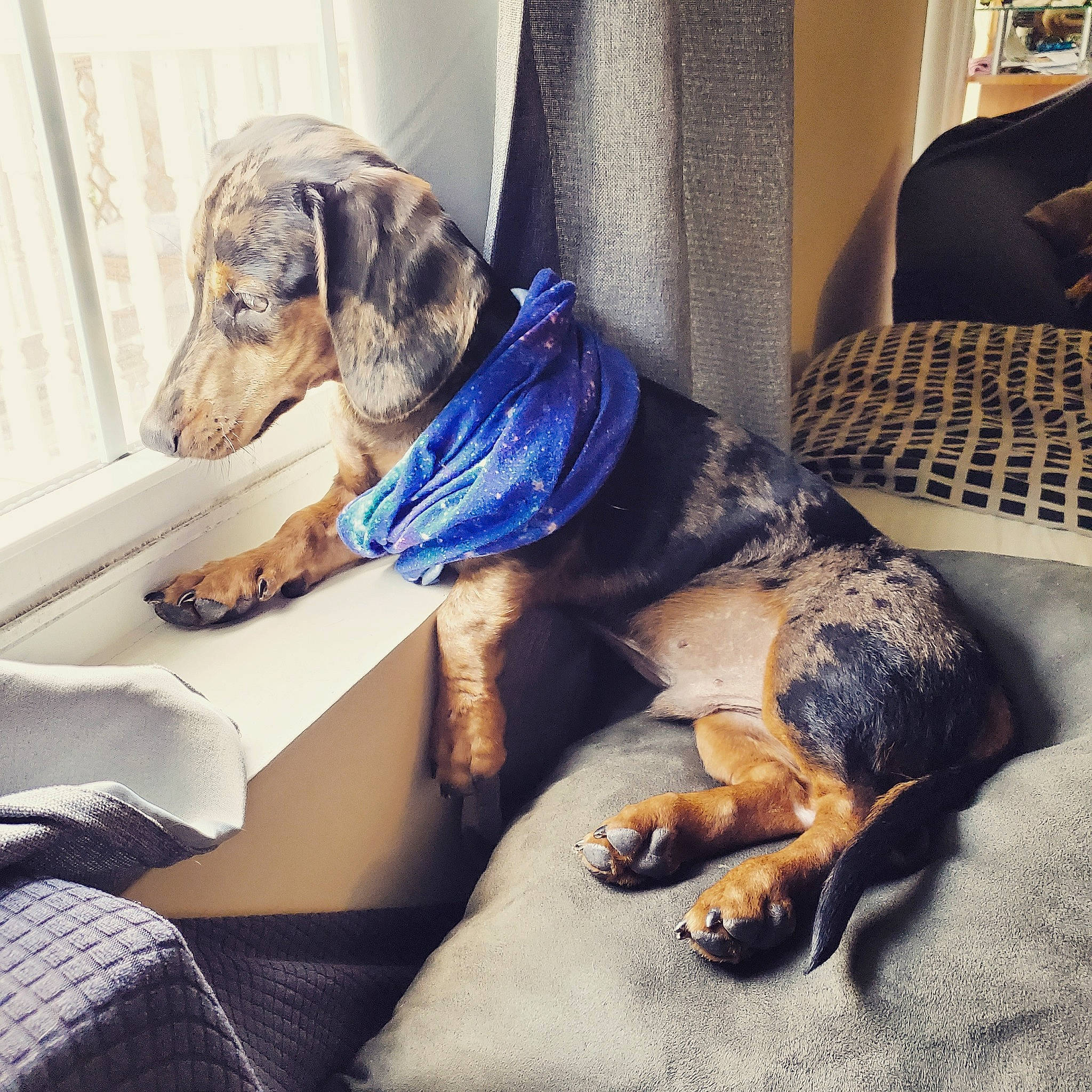 Mowgli joined the competition — help win amazing prizes! canidae, carnivore, companion_dog, coonhound, dachshund, dog, dog_breed, ear, hound, mammal, paw, puppy, puppy_love
