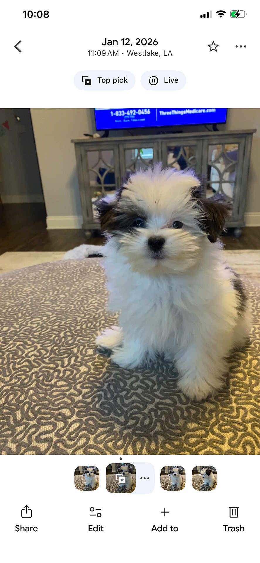 Skye joined the competition — help win amazing prizes! puppy, dog, fluffy, white, black, patterned_surface, indoor, cabinet, television, floor, curious, sitting, pet, cute, small, fur, animal, home, cozy, living_room
