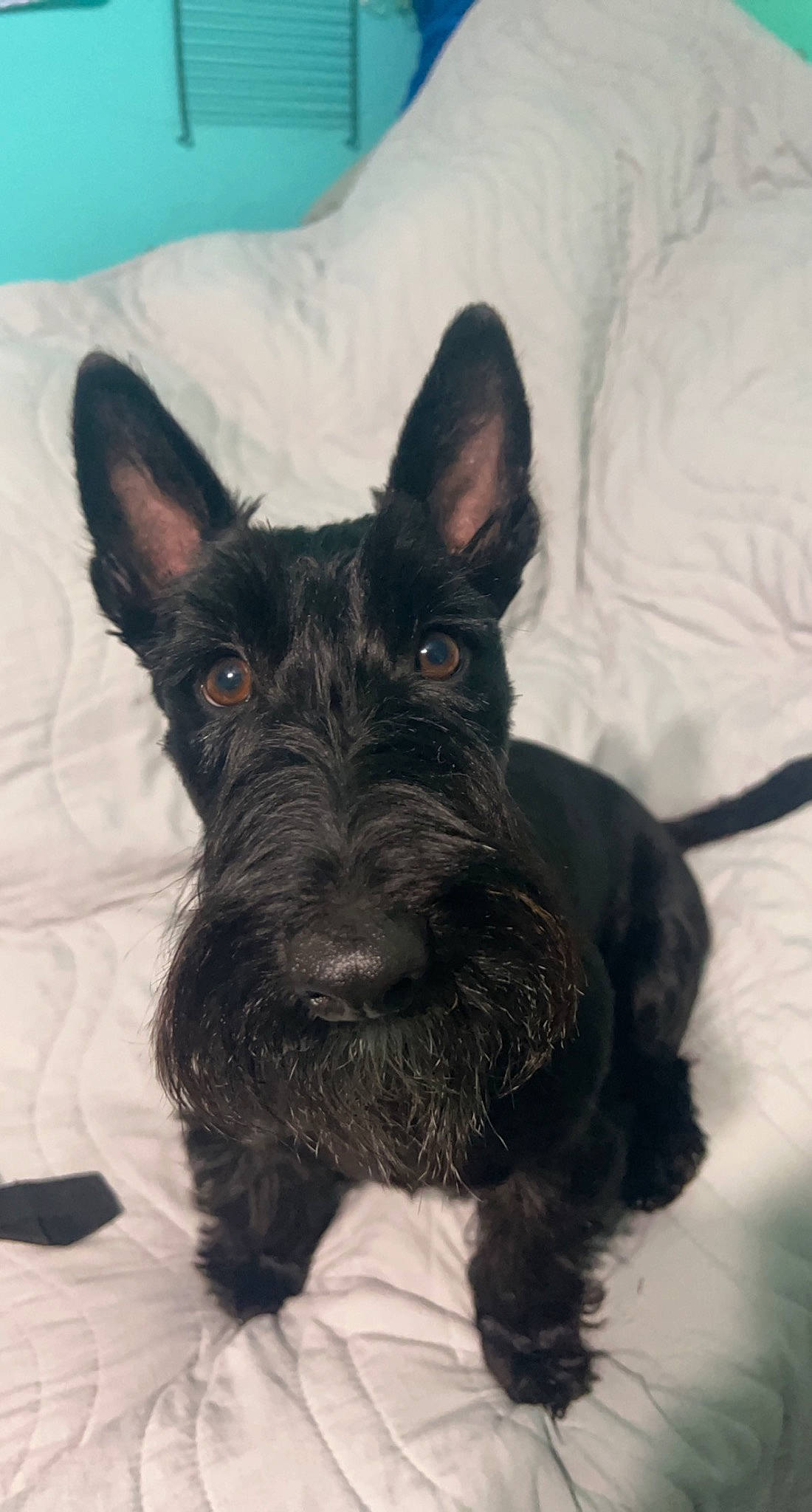 Claire is registered to the contest to win money with this photo: canidae, carnivore, comfort, companion_dog, dog, dog_breed, ear, fur, non_sporting_group, schnauzer, snout, sporting_group, standard_schnauzer, terrestrial_animal, terrier, working_animal
