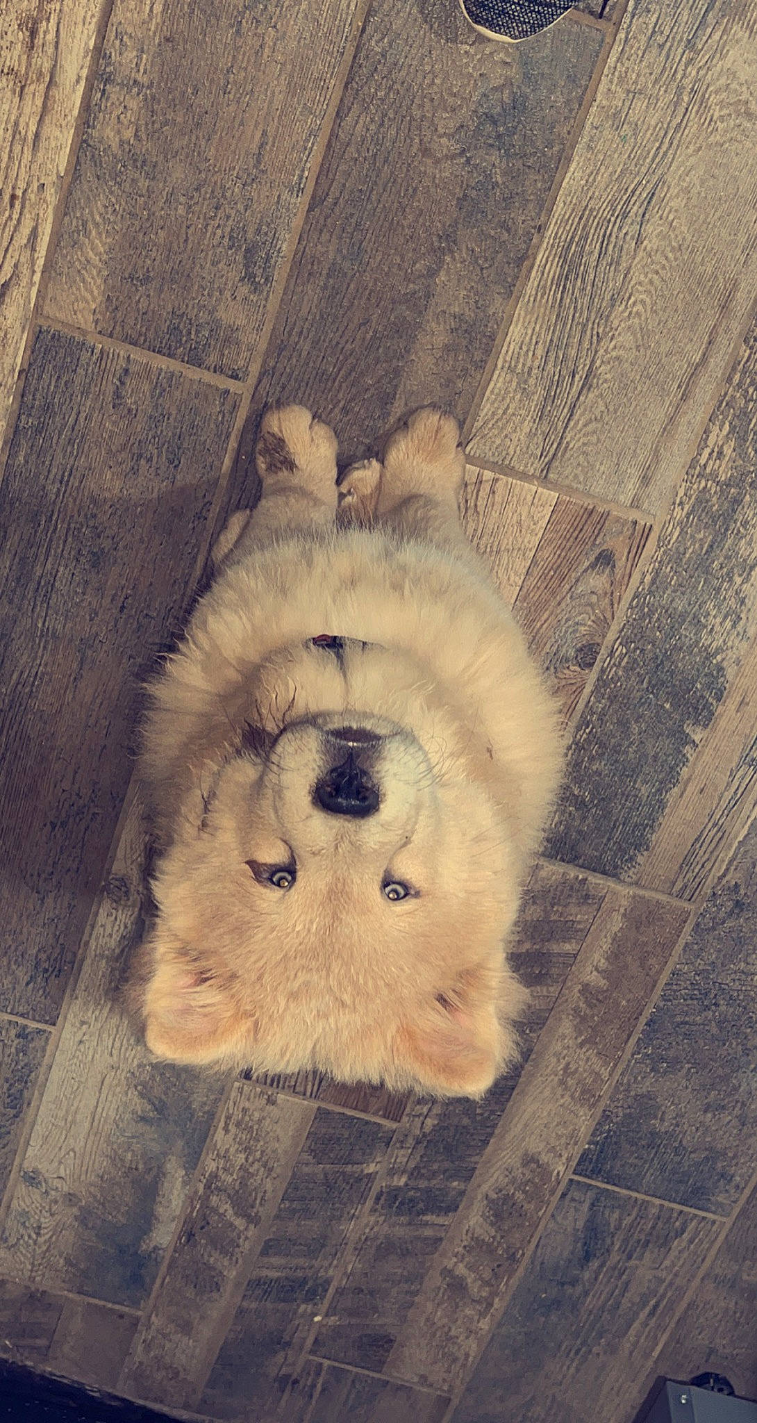 Ari is registered to the contest to win money with this photo: art, big_cats, carnivore, cloud, companion_dog, dog, dog_breed, fawn, felidae, flooring, grey, lion, small_to_medium_sized_cats, snout, terrestrial_animal, toy, toy_dog, whiskers, wood, working_animal