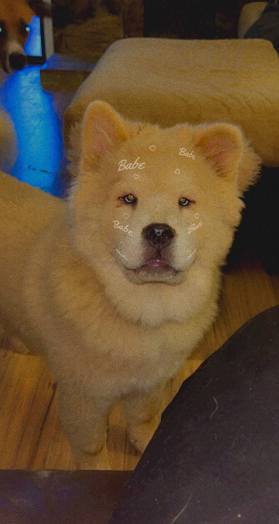 Ari is registered to the contest to win money with this photo: ancient_dog_breeds, canidae, canis, carnivore, companion_dog, dog, dog_breed, fawn, fur, german_spitz_klein, non_sporting_group, snout, spitz, sporting_group, tail, terrestrial_animal, volpino_italiano, whiskers, wildlife, working_animal