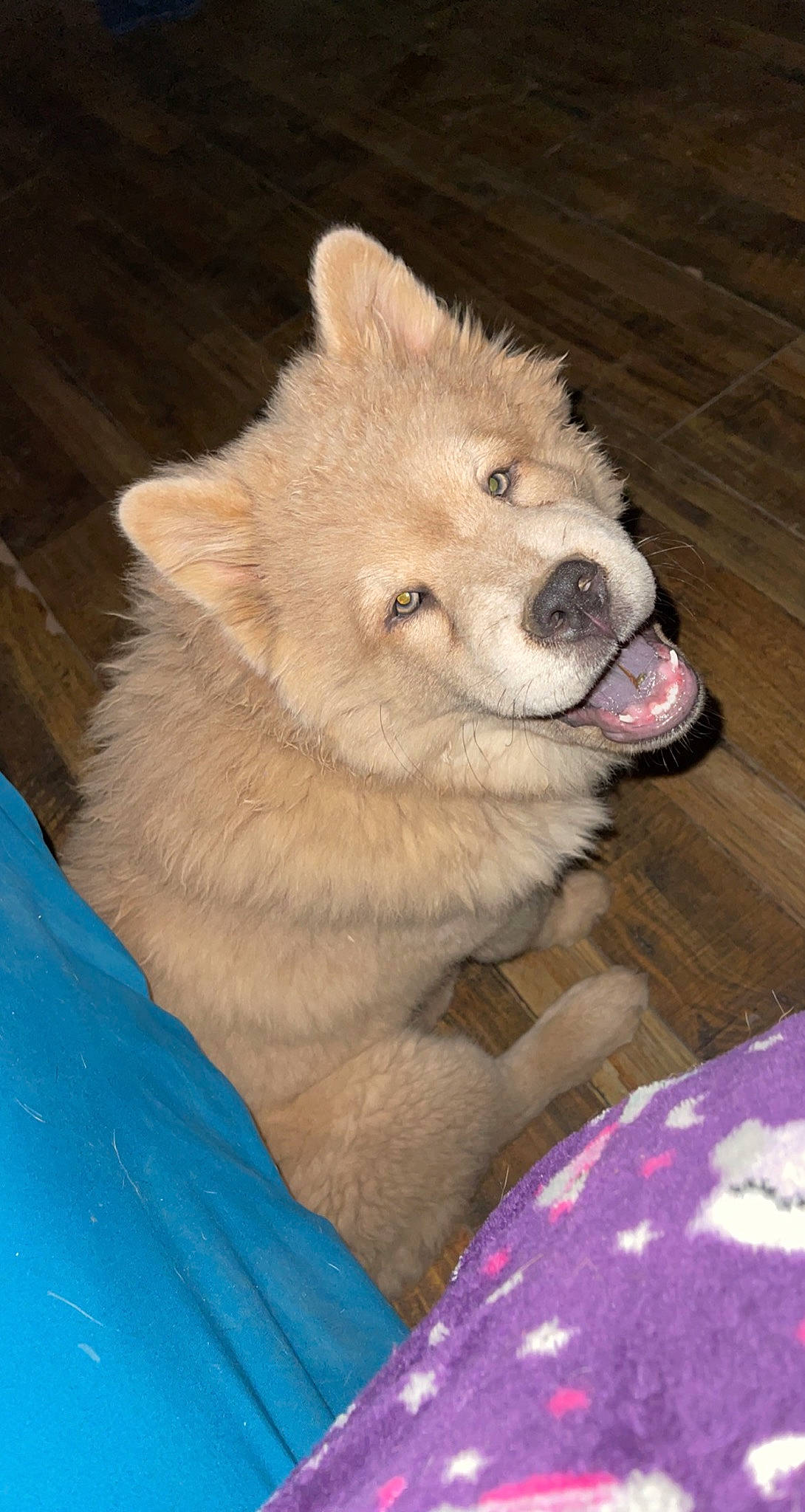 Ari is registered to the contest to win money with this photo: canidae, canis, carnivore, companion_dog, dog, dog_breed, fawn, fur, hardwood, jaw, non_sporting_group, spitz, sporting_group, terrestrial_animal, whiskers, winter, wolf, wood, working_animal, working_dog