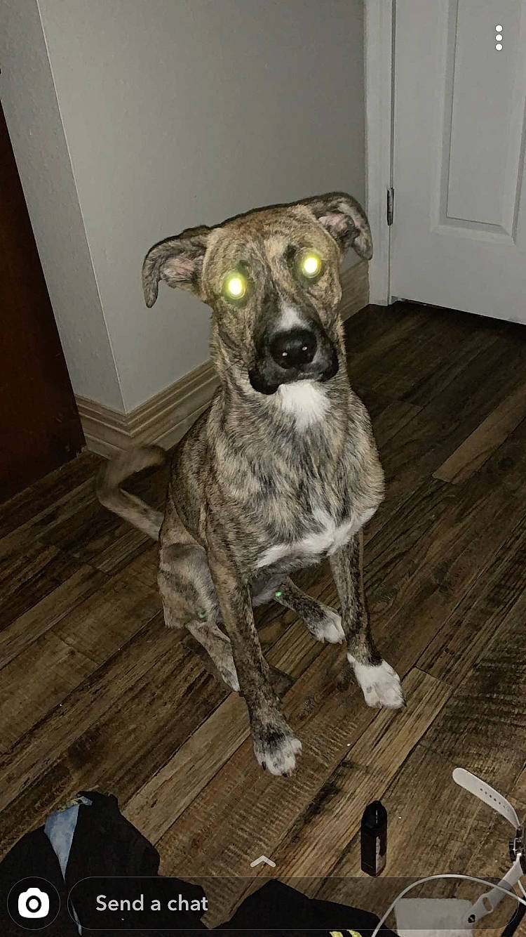 Dixie Wayne joined the competition — help win amazing prizes! alaunt, bandog, canidae, carnivore, catahoula_bulldog, cimarron_uruguayo, dog, dog_breed, fawn, louisiana_catahoula_leopard_dog, mammal, mountain_cur, non_sporting_group, plott_hound, snout, sporting_group, treeing_tennessee_brindle, vertebrate, whiskers