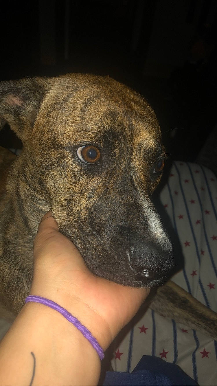 Dixie Wayne is registered to the contest to win money with this photo: alaunt, american_pit_bull_terrier, canidae, carnivore, cimarron_uruguayo, dog, dog_breed, fawn, mammal, mountain_cur, non_sporting_group, plott_hound, rare_breed_dog, snout, treeing_tennessee_brindle, vertebrate, whiskers