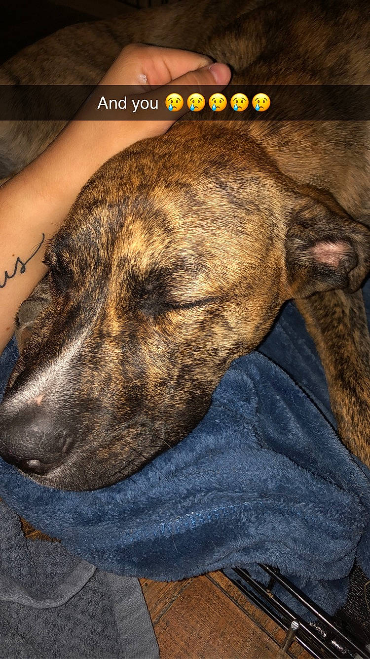 Dixie Wayne is registered to the contest to win money with this photo: alano_espanol, alaunt, american_pit_bull_terrier, canidae, carnivore, cimarron_uruguayo, dog, dog_breed, fawn, galgo_espanol, mountain_cur, non_sporting_group, perro_de_presa_canario, plott_hound, snout, treeing_tennessee_brindle