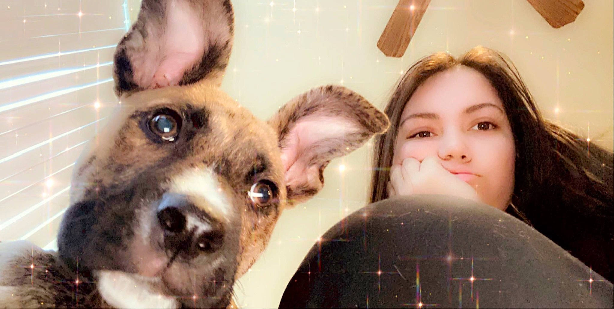 Dixie Wayne is registered to the contest to win money with this photo: canidae, carnivore, companion_dog, dog, dog_breed, ear, eye, fawn, head, nose, photography, selfie, snout