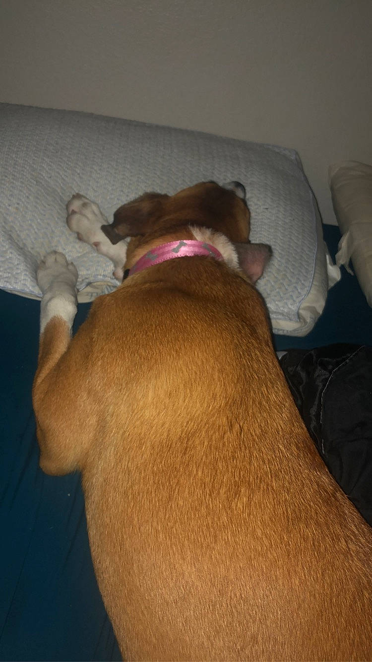 Molly Lynn joined the competition — help win amazing prizes! boxer, canidae, carnivore, dog, dog_breed, ear, fawn, sporting_group