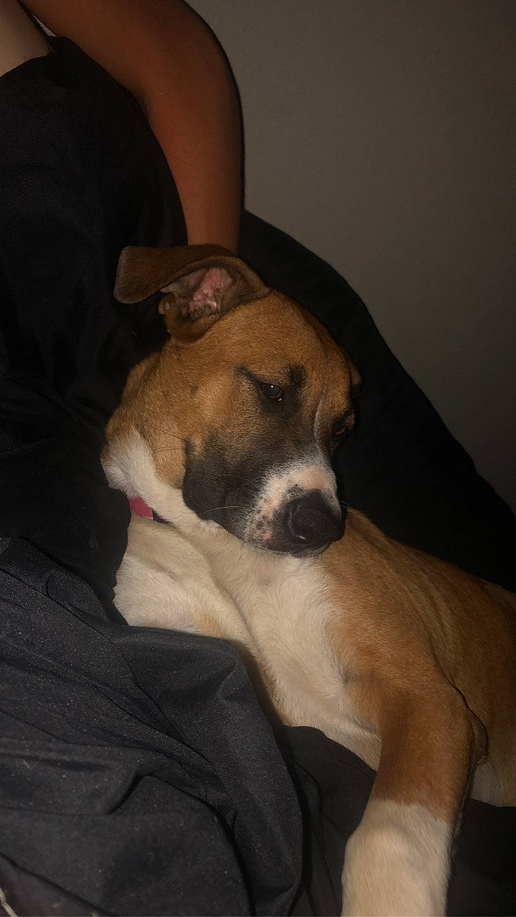 Molly Lynn is registered to the contest to win money with this photo: american_pit_bull_terrier, american_staffordshire_terrier, black_mouth_cur, canidae, carnivore, dog, dog_breed, ear, fawn, feist, mammal, non_sporting_group, nose, potcake_dog, puppy_love, snout, valley_bulldog, vertebrate, whiskers