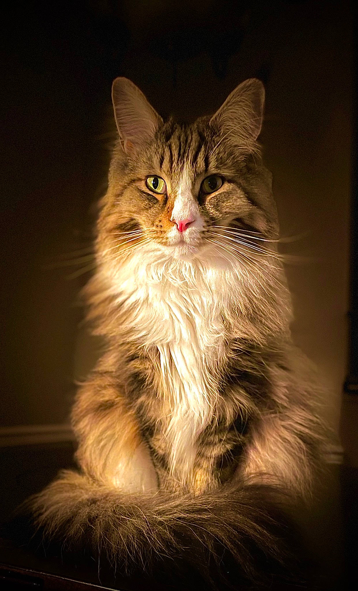 Dinky is registered to the contest to win money with this photo: carnivore, cat, darkness, felidae, fur, grass, laperm, maine_coon, night, sitting, small_to_medium_sized_cats, snout, terrestrial_animal, whiskers, window