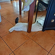 Milou a rejoint le concours — aidez-le/la à gagner de superbes lots ! black_chair, cat, chair, domestic_animal, floor, furniture, home, indoor, nap, pet, quiet, relaxing, resting, shadow, sunlight, table, table_leg, tail, tile_floor, white_cat