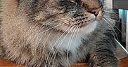Leo is registered to the contest to win money with this photo: abyssinian, animal, architecture, building, cat, closet, drawer, furniture, hardwood, indoors, interiordesign, lamp, livingroom, manx, pet, plywood, room, shelf, table, wood