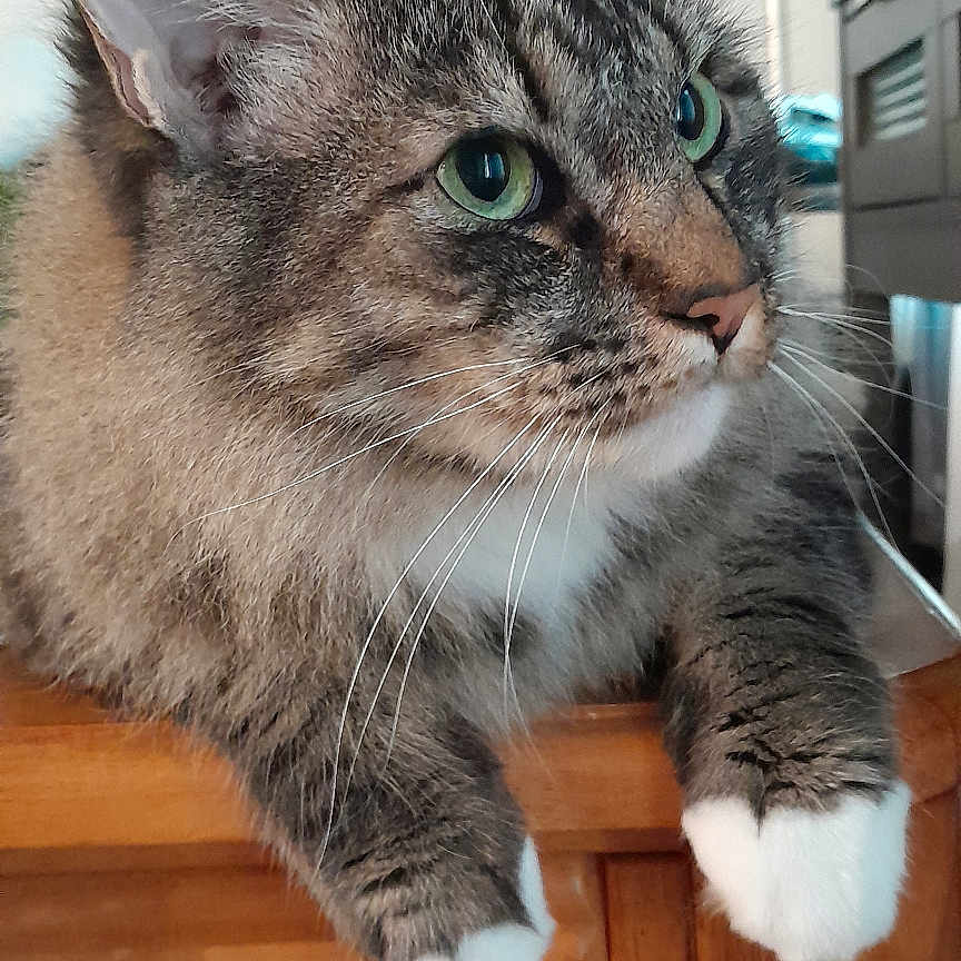 Leo