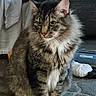 cat, tabby_cat, longhaired_cat, fluffy, fur, whiskers, green_eyes, white_chest, white_paws, sitting, indoors, portrait, pet, animal, feline, staring, serious_expression, couch, laundry, household