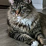 cat, tabby_cat, furry, green_eyes, white_paws, whiskers, long_hair, pet, animal, portrait, close_up, lying_down, relaxed, indoors, floor, home, gray_fur, striped_fur, pink_nose, cute