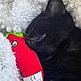 Sumi participe au concours pour gagner de l'argent avec cette photo : cat, black_cat, sleeping, plush_toy, red, blanket, cozy, cute, pet, indoor, close_up, fur, resting, soft_texture, animal, toy, whiskers, peaceful, comfort, nap