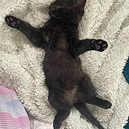 Sumi participe au concours pour gagner de l'argent avec cette photo : cat, kitten, black_cat, sleeping, fluffy_blanket, bed, paw_pads, cute, pet, animal, feline, resting, cozy, fur, whiskers, domestic_cat, indoor, relaxing, soft_texture, young_animal