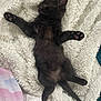 cat, kitten, black_cat, sleeping, fluffy_blanket, bed, paw_pads, cute, pet, animal, feline, resting, cozy, fur, whiskers, domestic_cat, indoor, relaxing, soft_texture, young_animal
